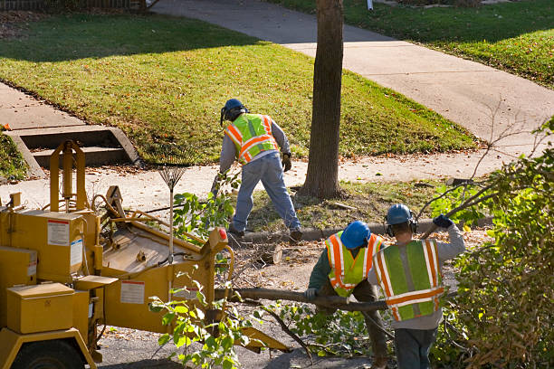 How Our Tree Care Process Works  in Freer, TX